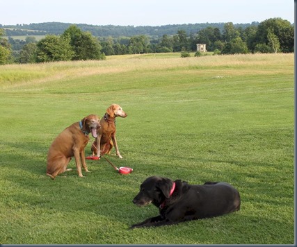 Harleyford dog golf 3