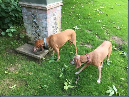 Temple - dog fountain