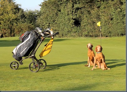 Harpenden Common - dog golf 1