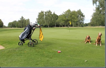 Harpenden Common - dog golf 2