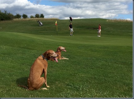 Kirtlington - dog golf 2