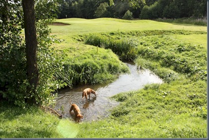 Merrist Wood - stream