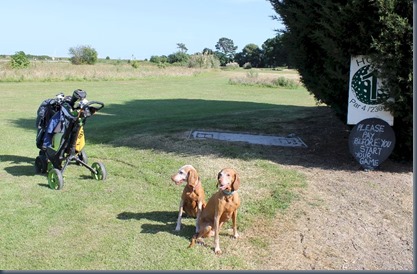 Oak Meadow dog golf 2