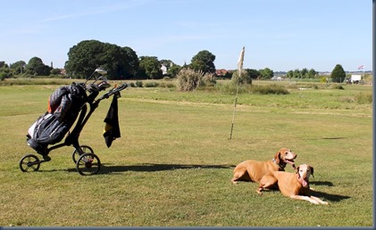 Oak Meadow dog golf 3