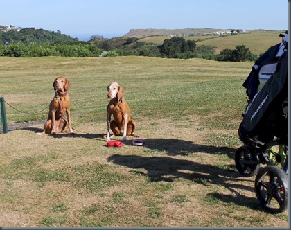 Point at Polzeath dog golf 1