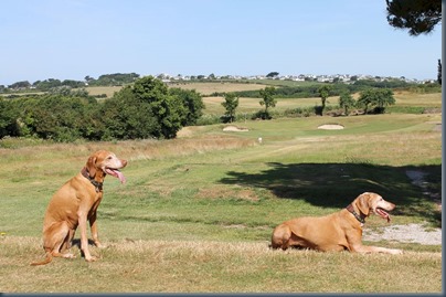 Point at Polzeath dog golf 2