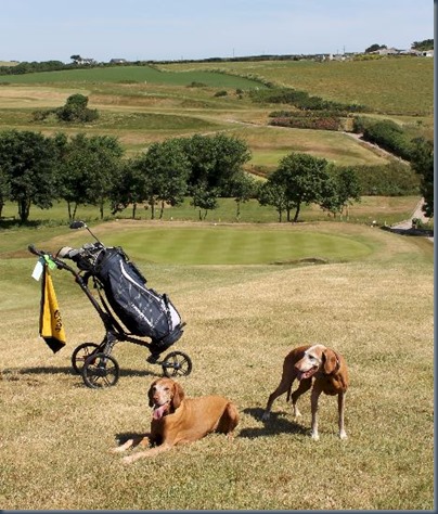 Point at Polzeath dog golf 3