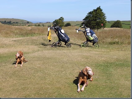 St Enodoc dog golf 1