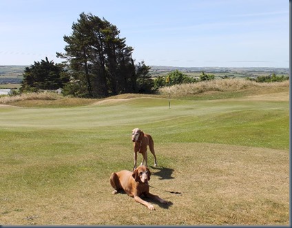 St Enodoc dog golf 2