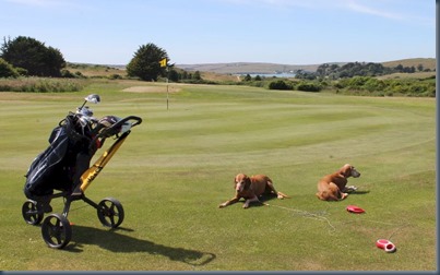 St Enodoc dog golf 3