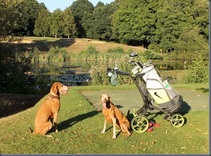 Calcot Park dog golf 1