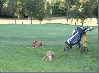 Calcot Park dog golf 2