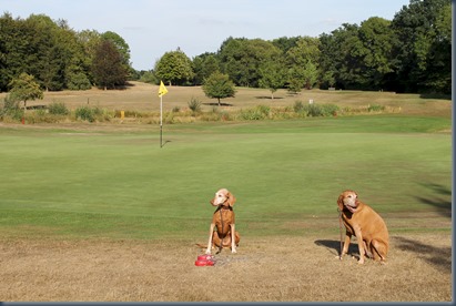 Chobham dog golf 1