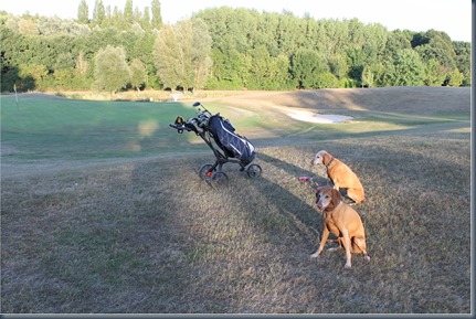 Chobham dog golf 2