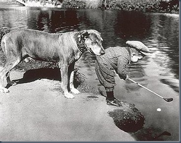 Dog golf postcard 4