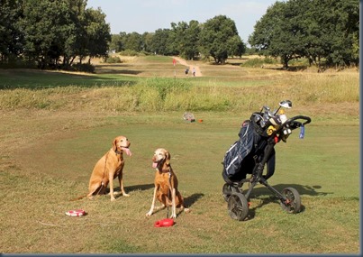 Sandy Lodge dog golf 1