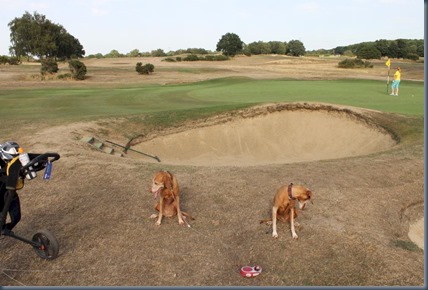 Sandy Lodge dog golf 2