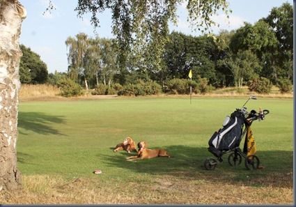 Sandy Lodge dog golf 3