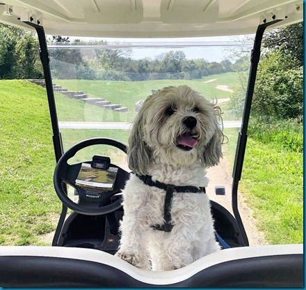 Croatia dog golfing