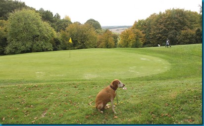 Alton dog golf 4