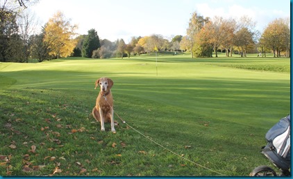 Donnington Valley 4 dog golf