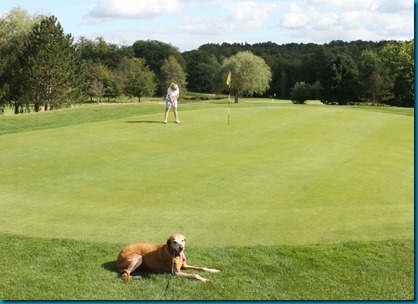 Chiddingfold dog golf 2