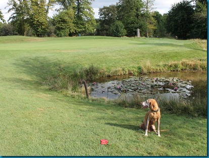 Chiddingfold dog golf 3