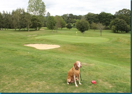 Chiddingford dog fold 1