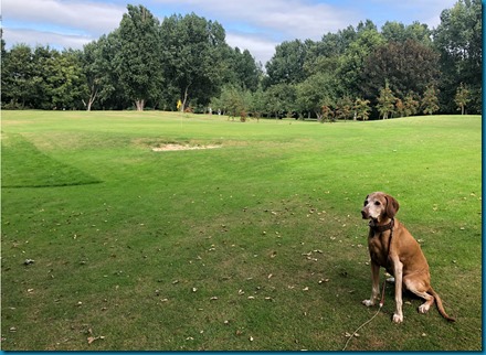 Lodmore dog golf 1