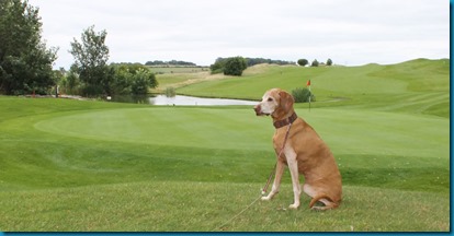 South Winchester dog golf 1