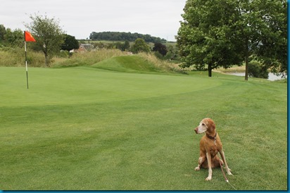 South Winchester dog golf 2