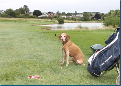 South Winchester dog golf 3