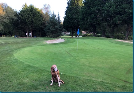 Lavender Park dog golf 1