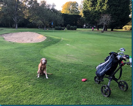 Lavender Park dog golf 2