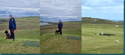 Whalsay golf course dog pic