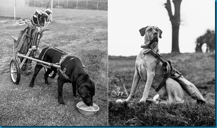 Canine Caddies