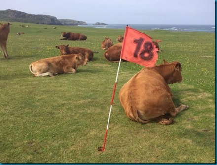 iona cattle