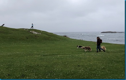 iona dogs 2