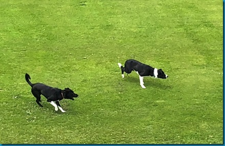 tobermory dogs